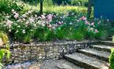 The garden in all its summer glory! - Thumbnail Image