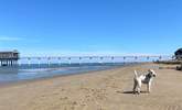 Bembridge beach welcomes dogs. - Thumbnail Image