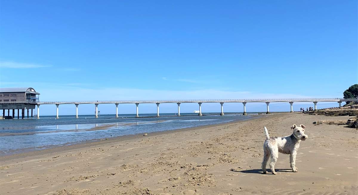 Bembridge beach welcomes dogs.