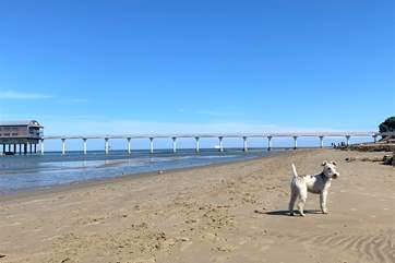Bembridge beach welcomes dogs.