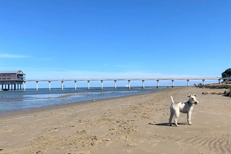 Bembridge beach welcomes dogs.