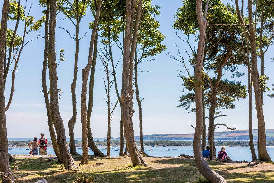 Take a trip on the ferry to Brownsea Island; a wildlife haven.