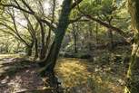 Walkham Wood in Dartmoor, enjoy the peace and tranquility.
