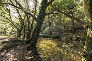 Walkham Wood in Dartmoor, enjoy the peace and tranquility.