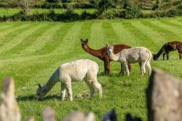 Say hello to some of the local residents.