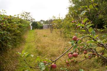 The apple orchard supplying you with all the apples you'll need during your stay.