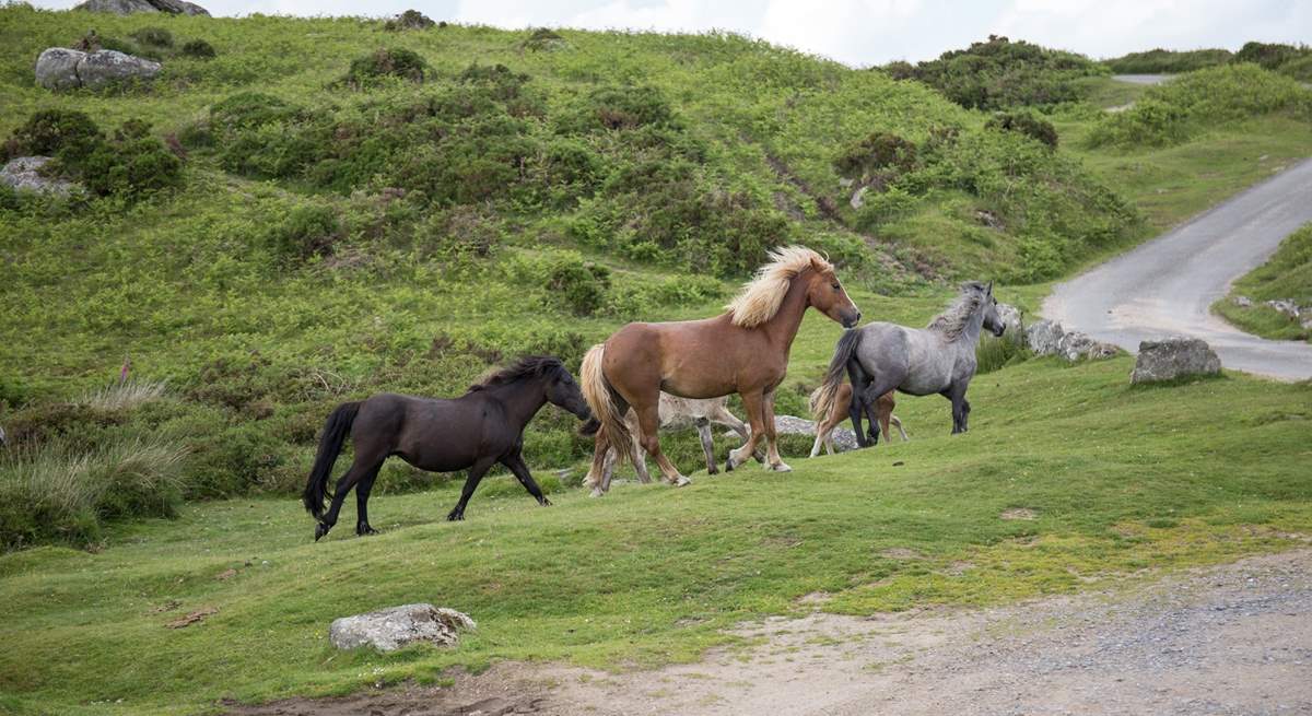 Meet some of the fabulous Dartmoor residents. Beautiful!