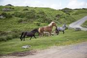 Meet some of the fabulous Dartmoor residents. Beautiful!