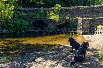 Four-legged friends will love exploring Exmoor.