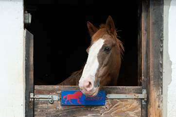 There are lots of horses in stables in the farmyard.