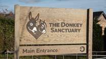 The Donkey Sanctuary at nearby Salcombe Regis has free admission and is home to hundreds of rescued donkeys and mules.