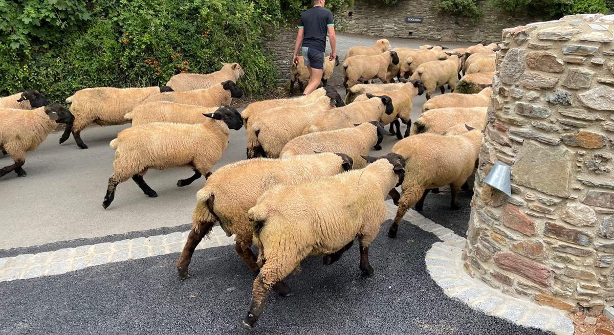 Some of your attractive neighbours out for a stroll.