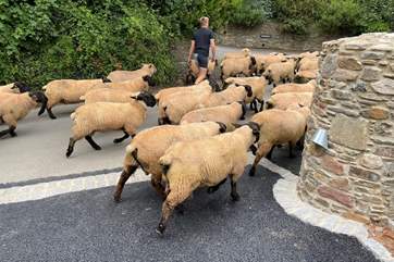 Some of your attractive neighbours out for a stroll.