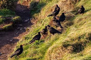 Keep an eye out for choughs along the cliffs.
