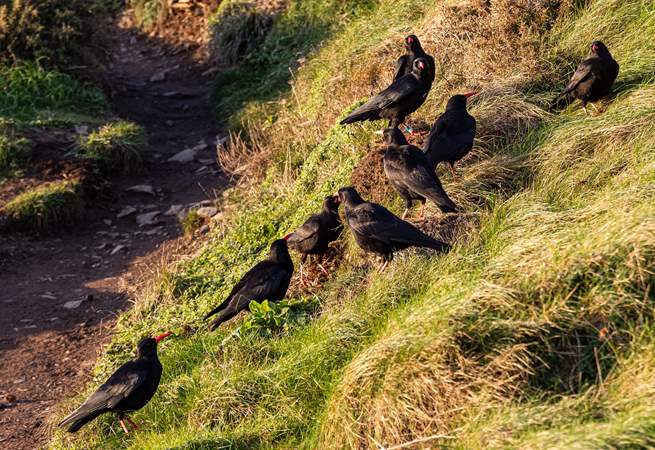 Keep an eye out for choughs along the cliffs. 