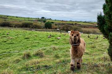 Say hello to the neighbours.