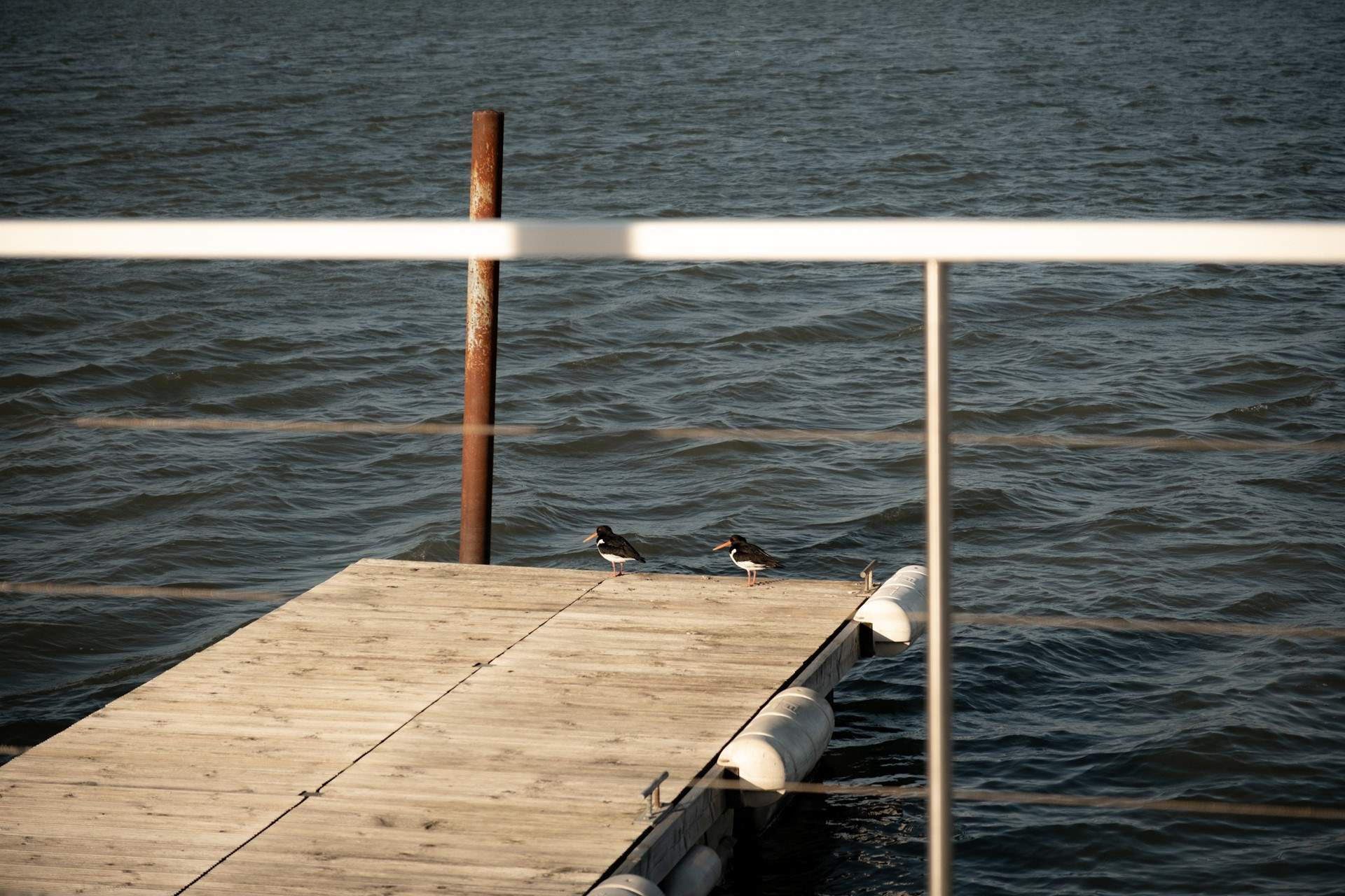 You may be lucky enough to spot oystercatchers during your stay.