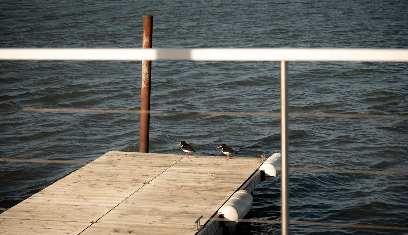You may be lucky enough to spot oystercatchers during your stay.