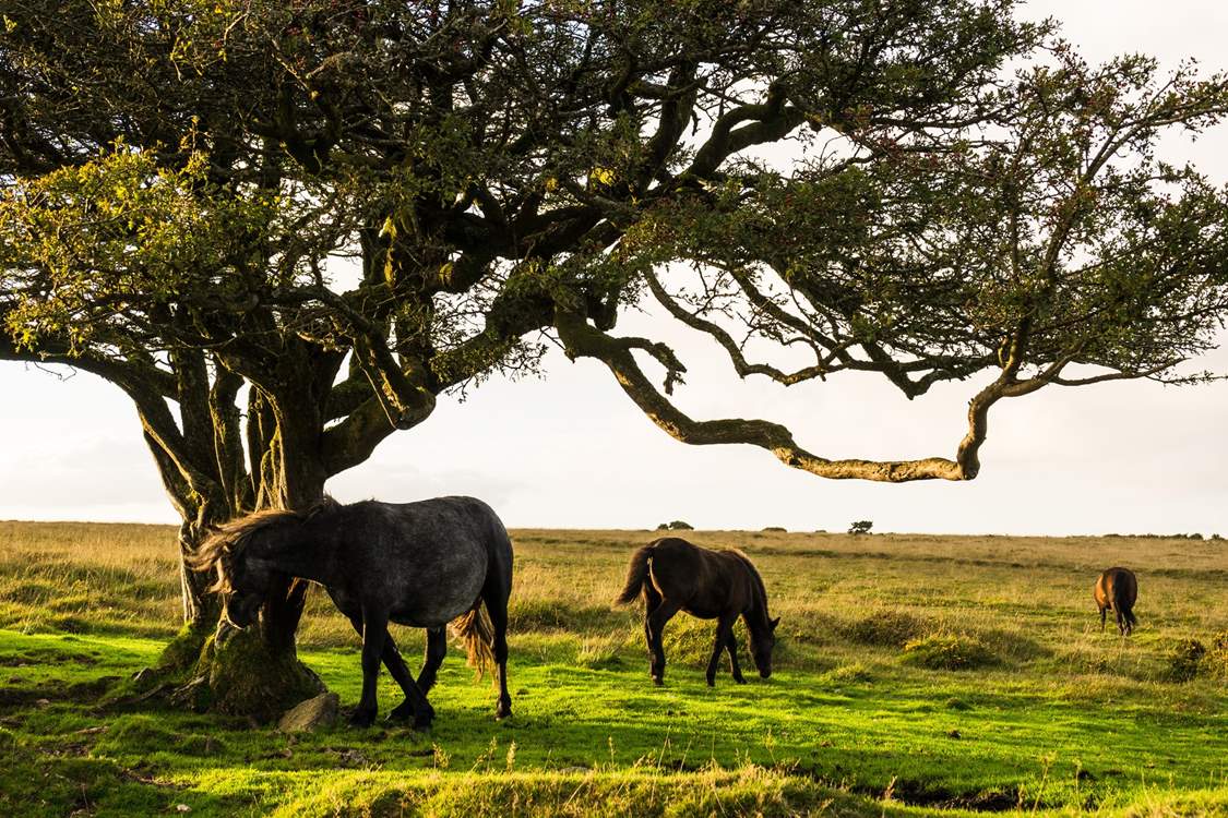 Should you fancy a day away from the sea, Dartmoor is well worth a visit.