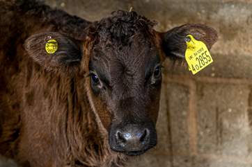 Say hello to a new arrival.