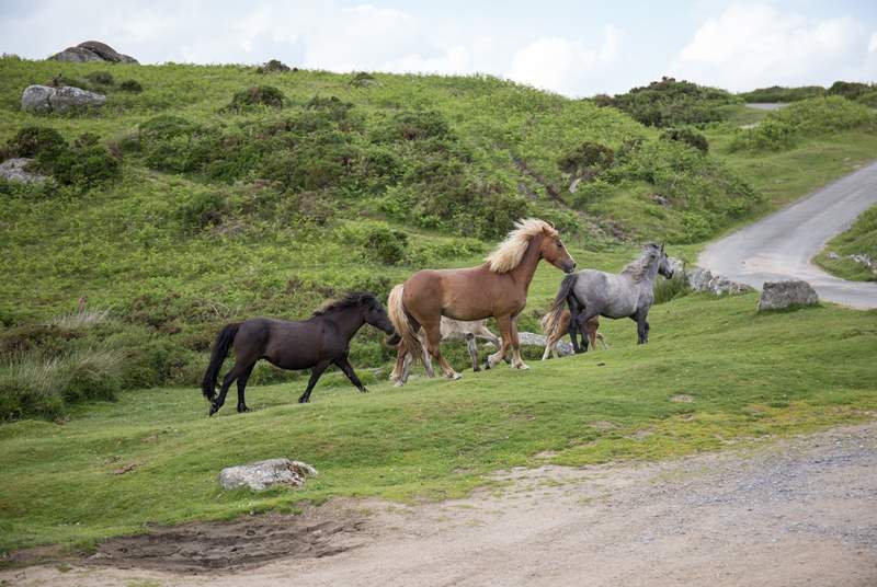 Some of the cheeky chappies you will rub shoulders with when exploring the moors.