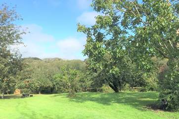 The orchard where you are free to wander and walk the dog.