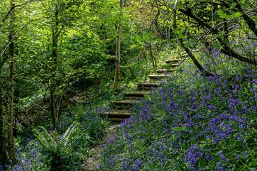 You are welcome to wander through the woods which show a beautiful carpet of bluebells in springtime.
