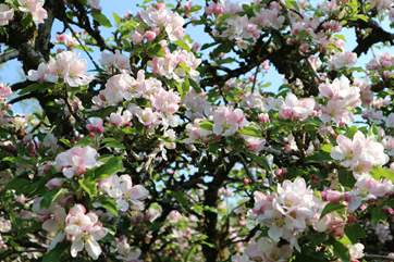 Enjoy the arrival of spring blossoms.
