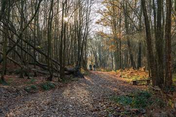 Woodland walks galore!