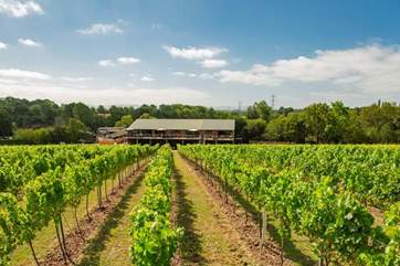West Sussex has some fabulous vineyards, this is Bolney Estate.