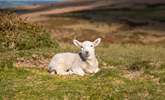 Cuteness alert on Dartmoor. - Thumbnail Image