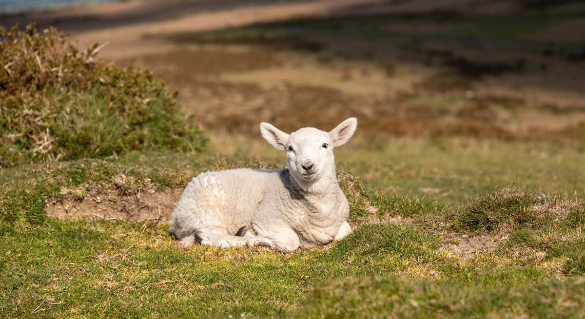 Cuteness alert on Dartmoor.