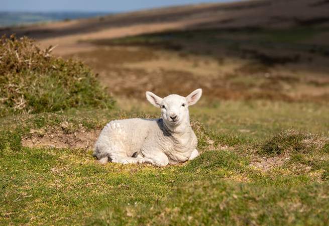 Cuteness alert on Dartmoor.