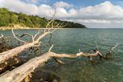 Crystal clear waters at Seagrove Bay with plenty of driftwood to discover.