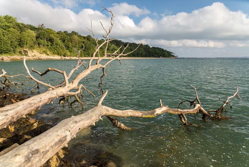 Crystal Clear waters at Seagrove Bay with plenty of driftwood to discover