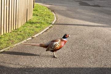 These comical birds are sure to make an appearance but they don't hang around for long