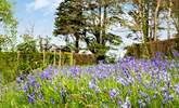 The bluebells put on a wonderful display in the Spring - Thumbnail Image