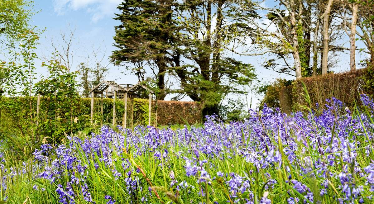 The bluebells put on a wonderful display in the Spring