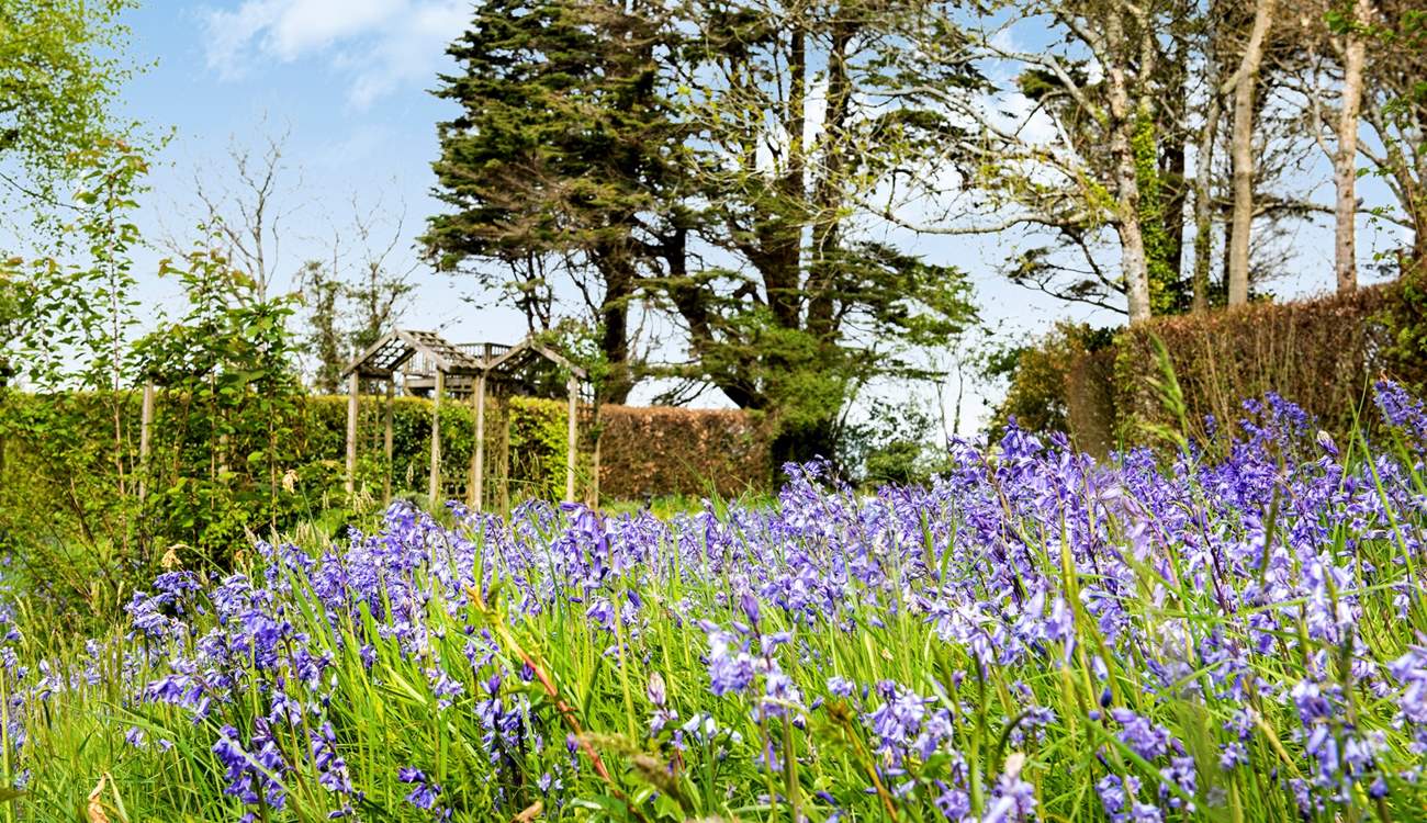 The bluebells put on a wonderful display in the Spring