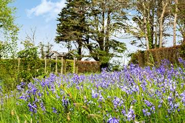 The bluebells put on a wonderful display in the Spring
