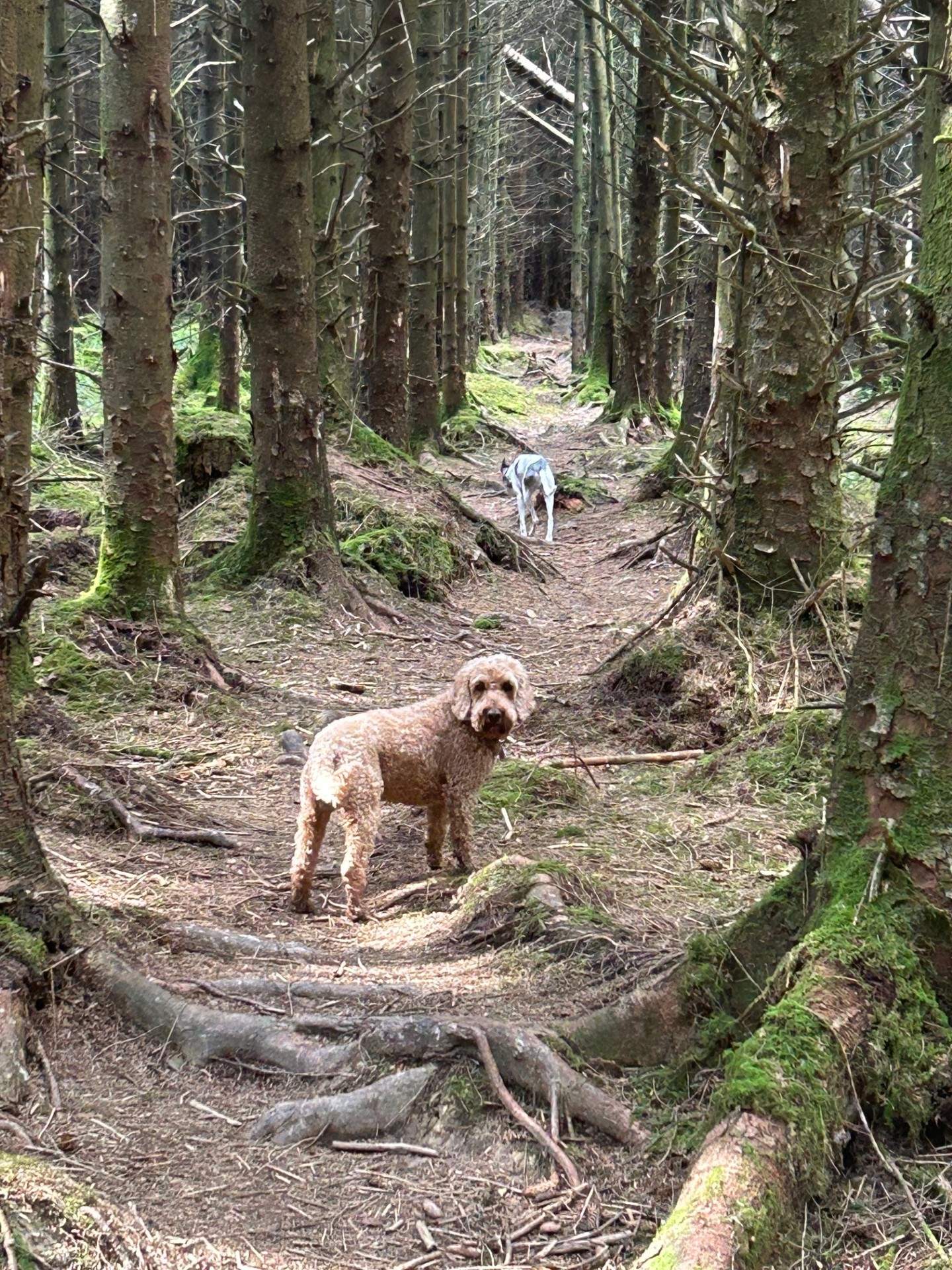 There are lots of lovely walks nearby - this is Powler's Piece Woods