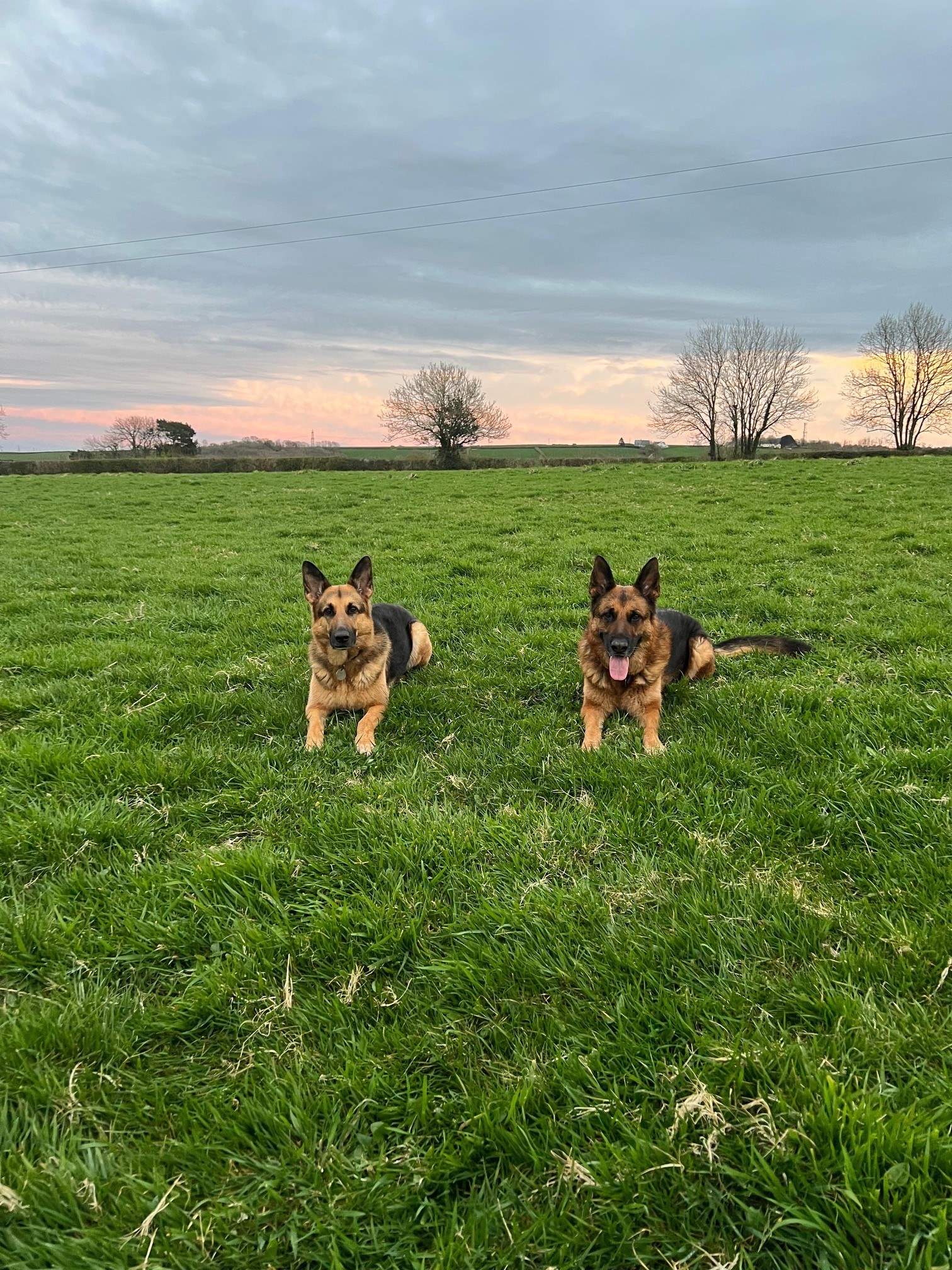 Your four-legged friends will love the enclosed dog field.