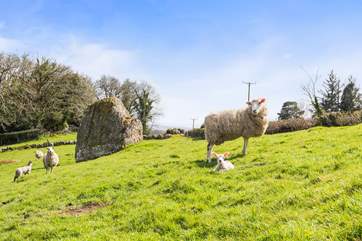 When trekking out and about in this glorious area. Please keep dogs on leads at all times, as protecting the well-being of your friendly neighbours is essential at all times.