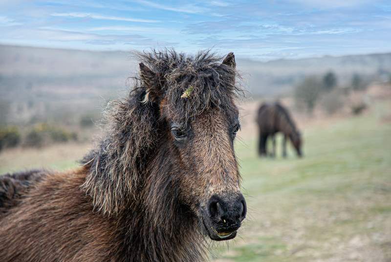The Dartmoor ponies always welcome a visitor to the moors.