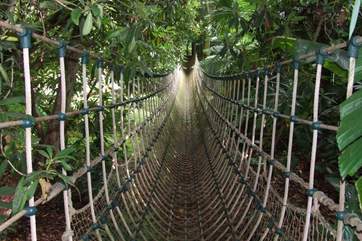 On a hot summer's day, what better than to explore the dense jungle foliage of the Abbotsbury Subtropical gardens. Swing across the rope bridge and feel adventurous!