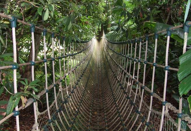 On a hot summer's day, what better than to explore the dense jungle foliage of the Abbotsbury Subtropical gardens.  Swing across the rope bridge and feel adventurous!
