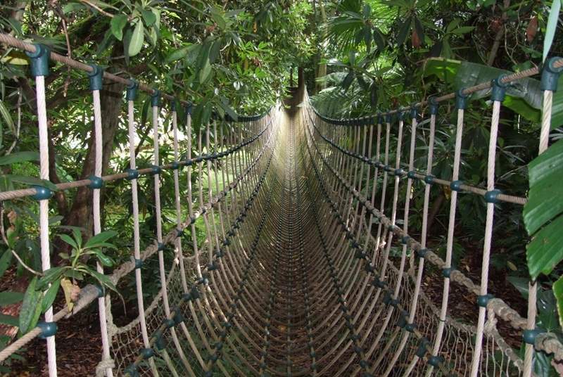 On a hot summer's day, what better than to explore the dense jungle foliage of the Abbotsbury Subtropical gardens.  Swing across the rope bridge and feel adventurous!
