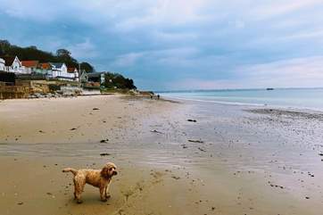 Enjoy the dog friendly beaches, only a few minutes walk away.