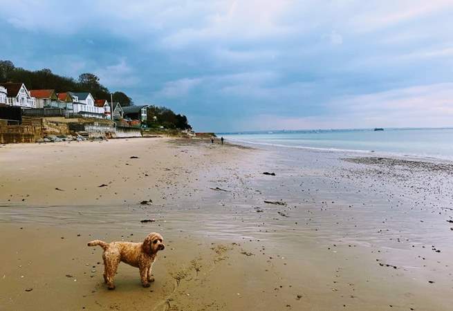 Enjoy the dog friendly beaches, only a few minutes walk away. 