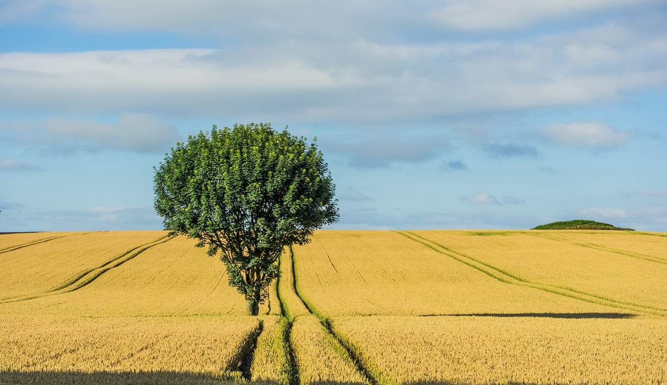Beautiful Dorset countryside.